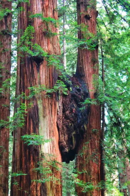 Towering Redwoods at Jedidiah Smith Redwoods State Park 3