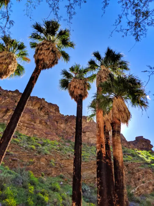Towering palms in Palm Canyon at Indian Canyons at Palm Springs 2