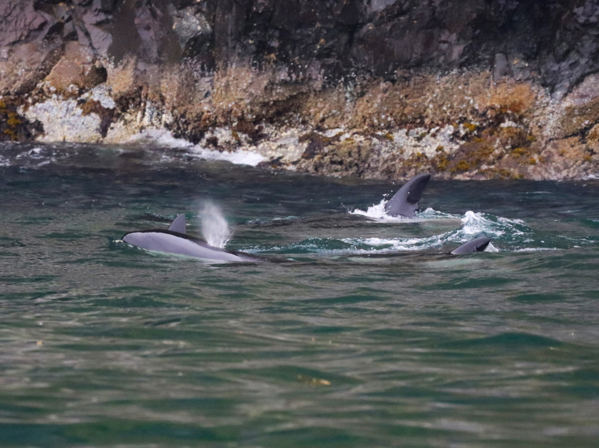 Transient Orcas Killer Whales in Kenai Fjords National Park Alaska 1