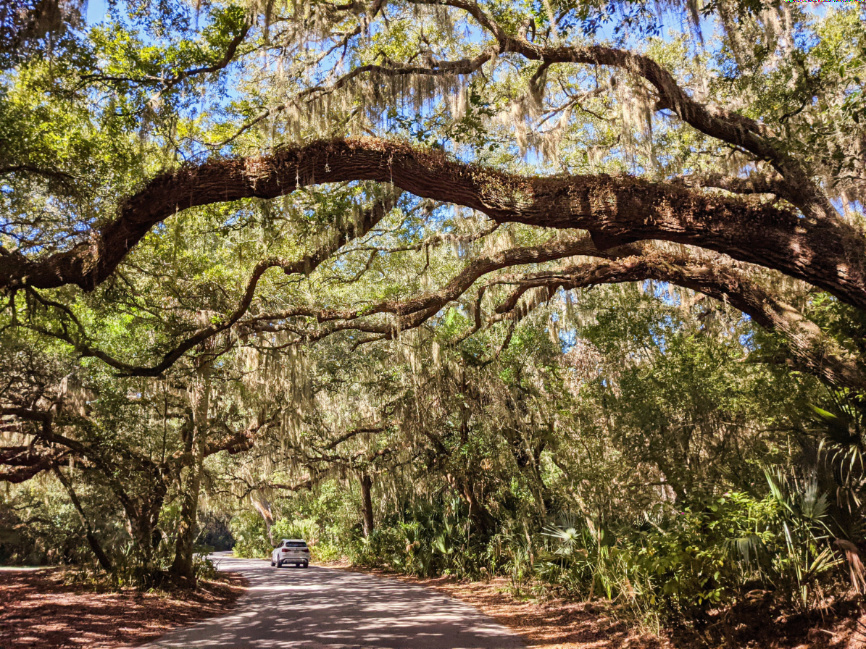 Tree Tunnel Road at Fort Clinch State Park Fernandina Beach Amelia Island Florida 1
