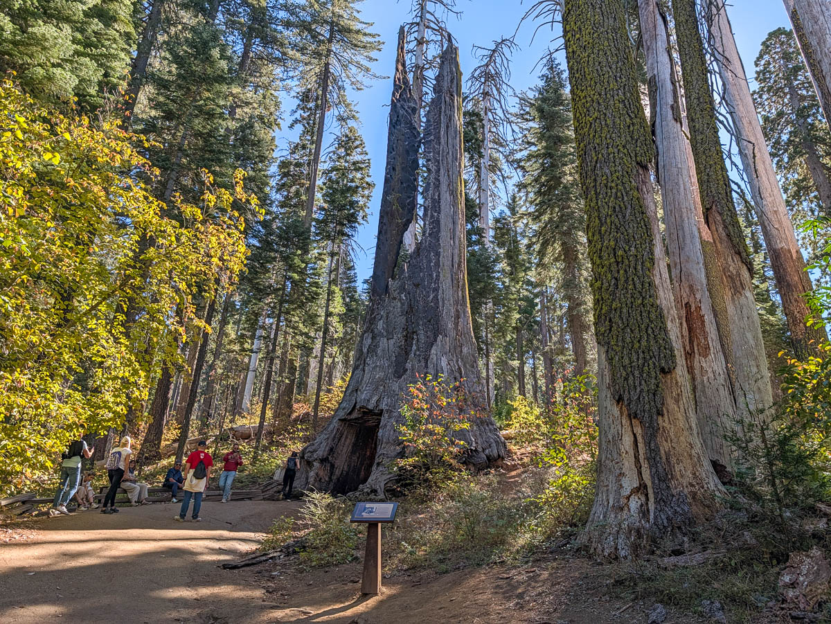 Tree Tunnel in Giant Sequoias in Tuolumne Grove Yosemite National Park California 1