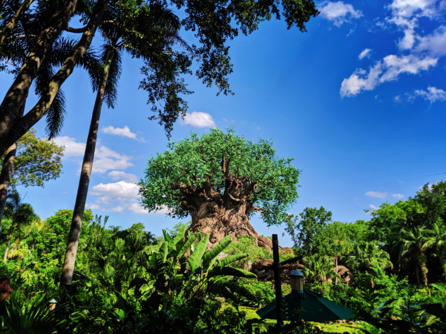 Tree-of-Life-Disneys-Animal-Kingdom-Disney-World-Orlando-Florida-1.jpg
