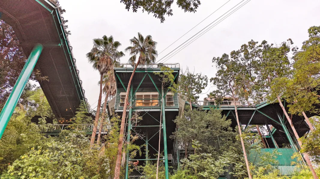 Treetops Area at San Diego Zoo Balboa Park 1