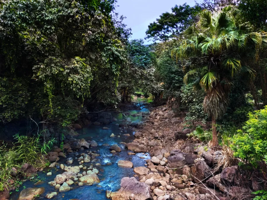 Tropical jungle creek at Waimea Valley North Shore Oahu 1