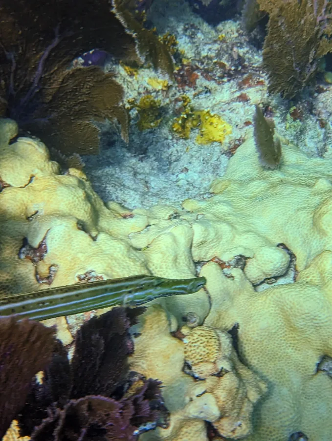 Trumpet Fish at Sombrero Reef National Marine Sanctuary Marathon Florida Keys 2