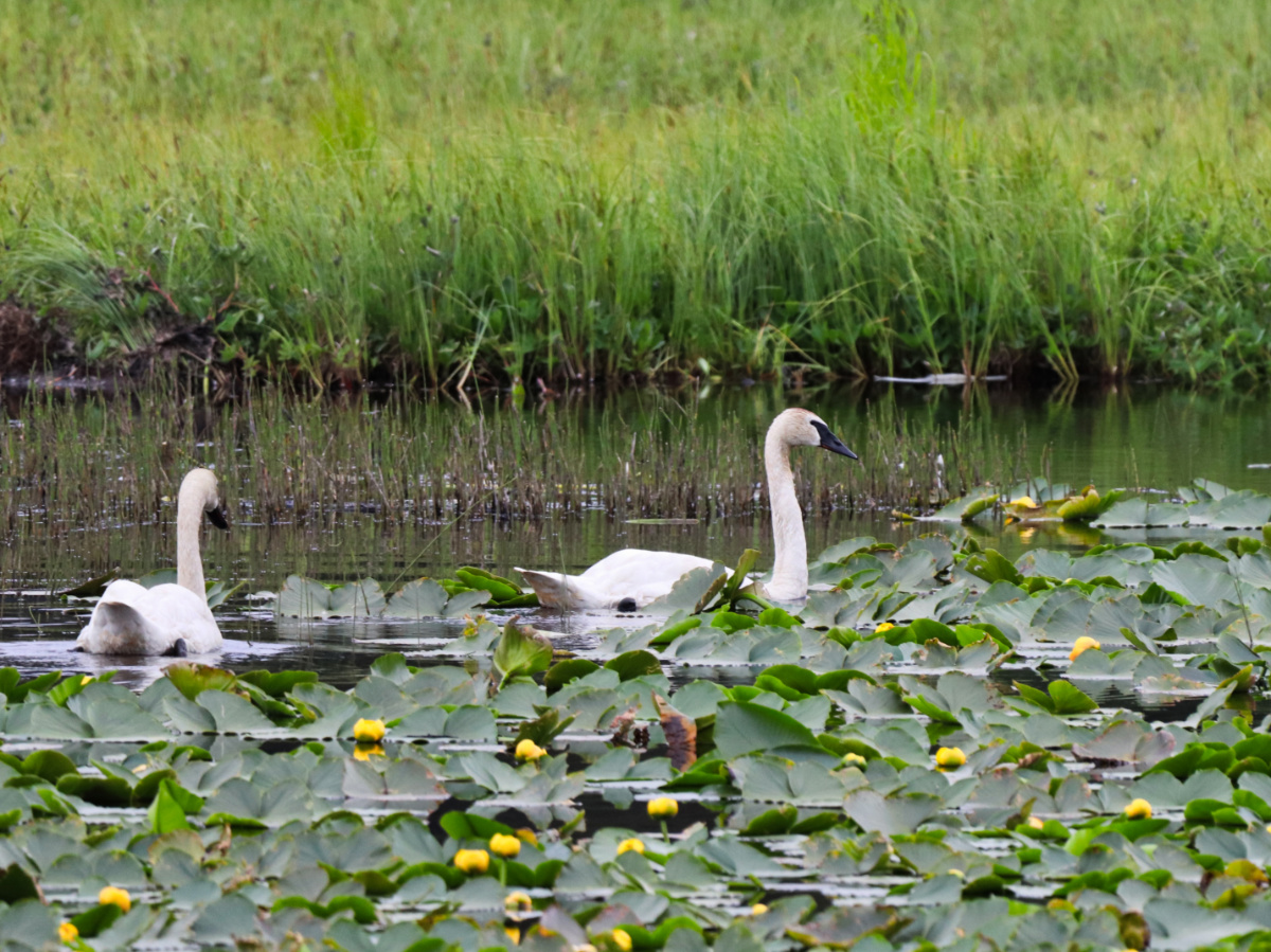 Trumpeter Swans at Tern Lake Kenai Peninsula Alaska 2