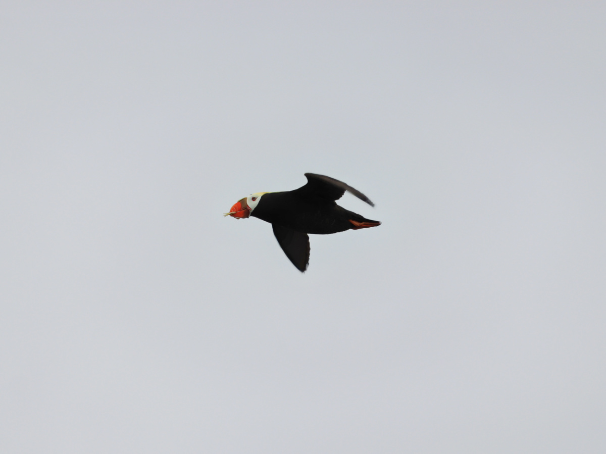 Tufted Puffin in Kenai Fjords National Park 6