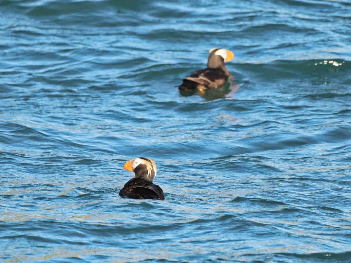 Tufted Puffins in Glacier Bay National Park Alaska 1