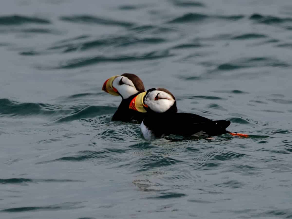 Two Horned Puffins in Kachemak Bay safari boat tour with Coldwater Alaska Homer Alaska 1