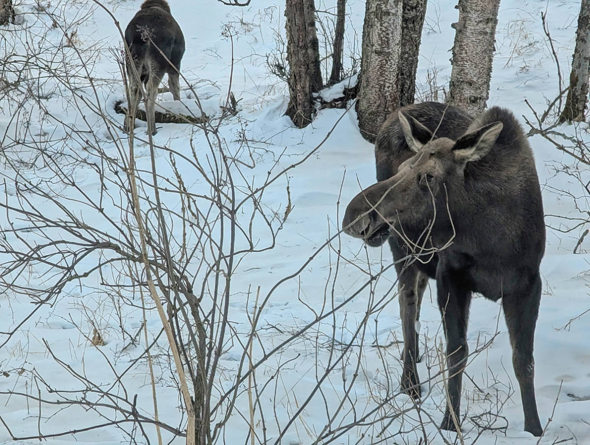 Two Moose in the snow in Kincaid Park Anchorage Alaska 4