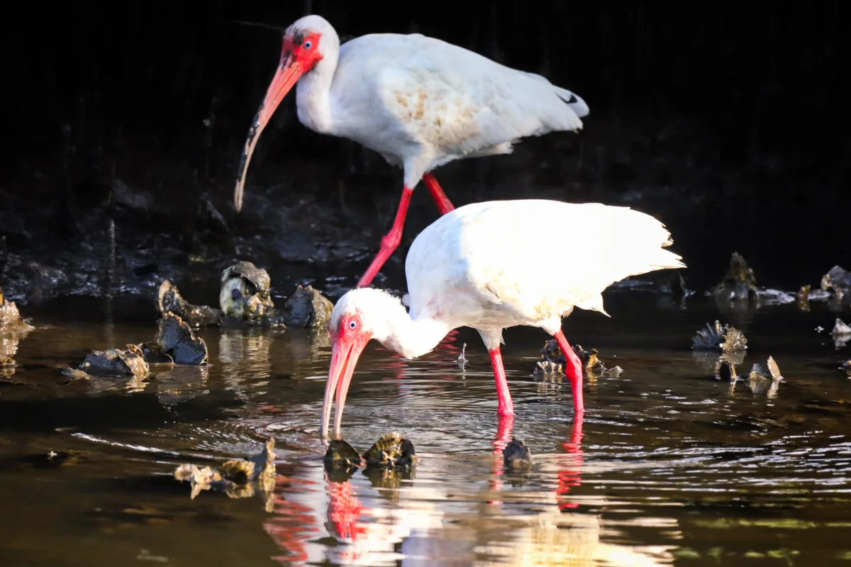 Two White Ibis in Mangroves at Cedar Key Gulf Coast Florida 3