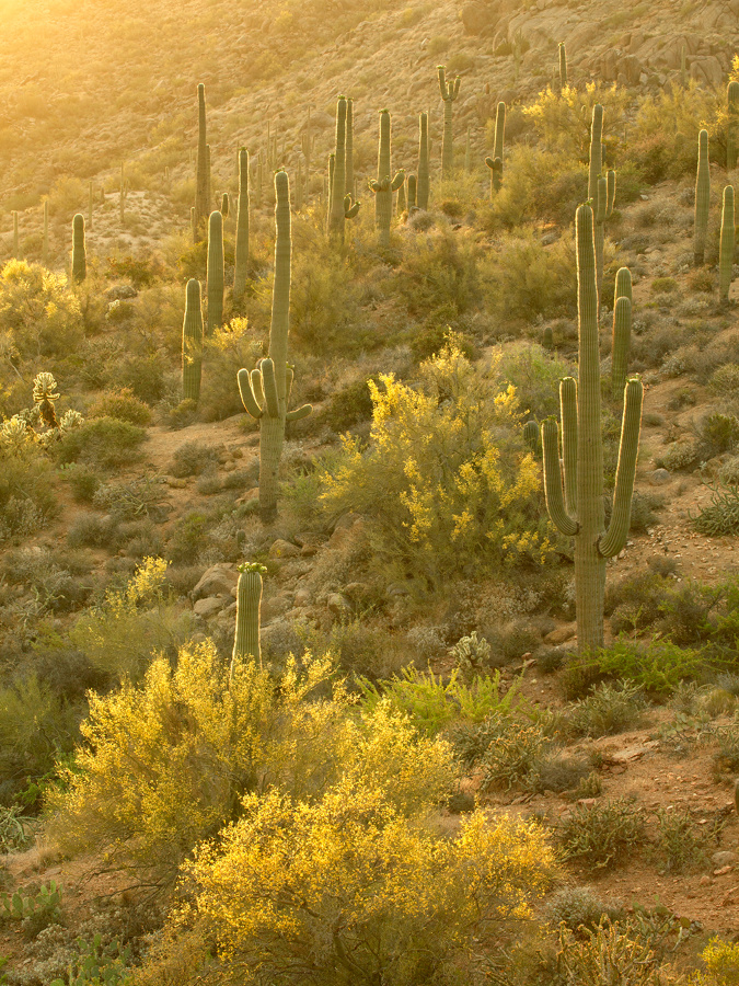 Blooming saguaro cactus (Cereus giganteus) and littleleaf paloverde (Cercidium microphyllum) in the Sonoran Desert, Arizona