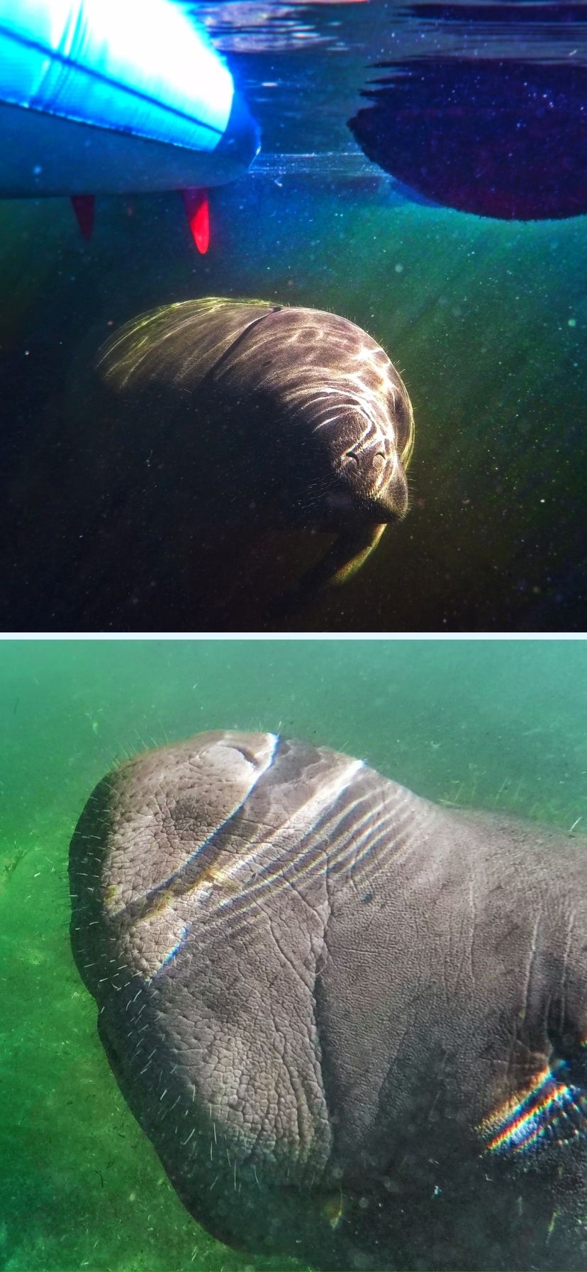 Underwater photos of manatees at Blue Spring State Park Florida