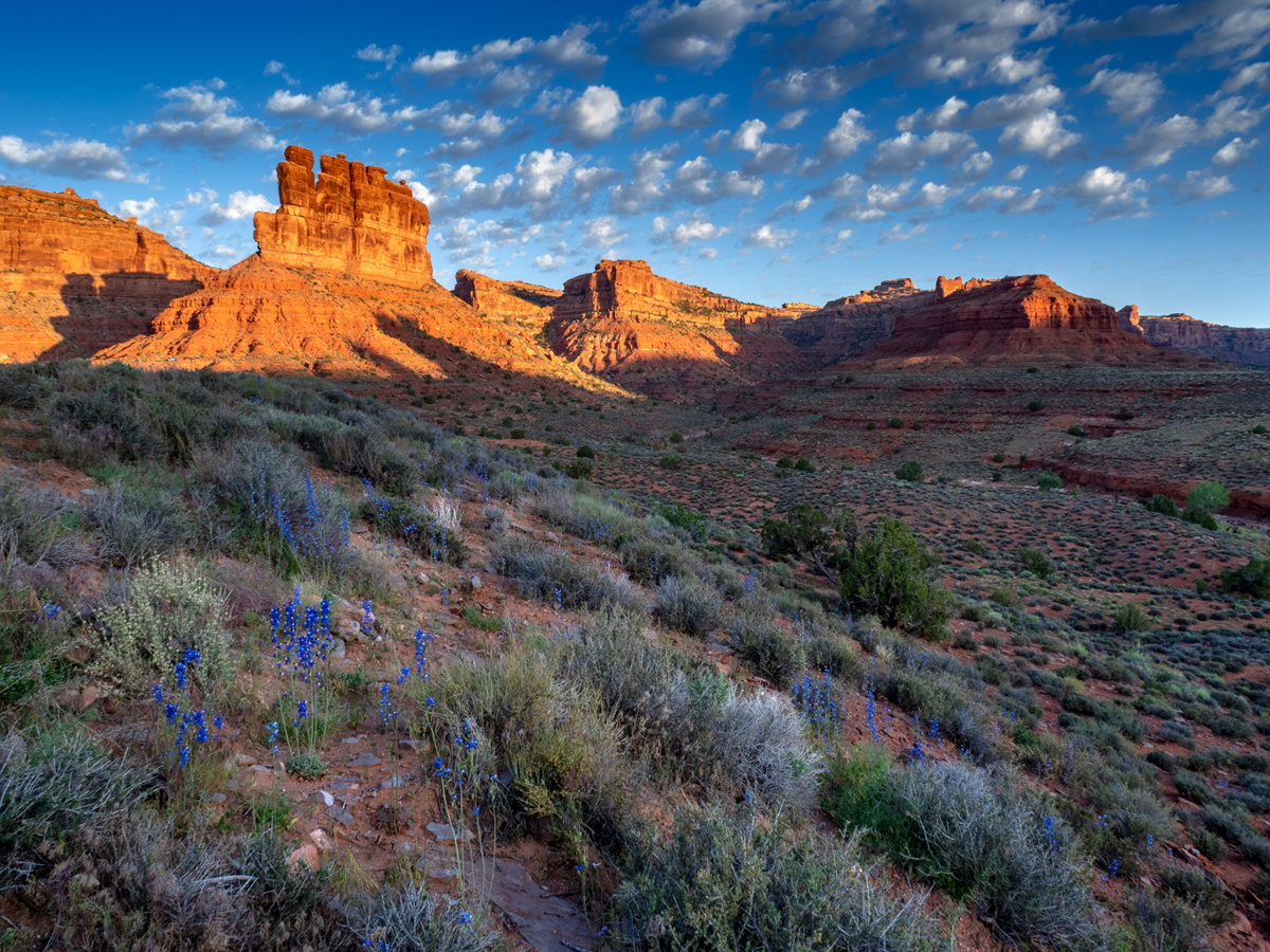 Larkspur bloom in the Valley of Gods in southern Utah, USA
