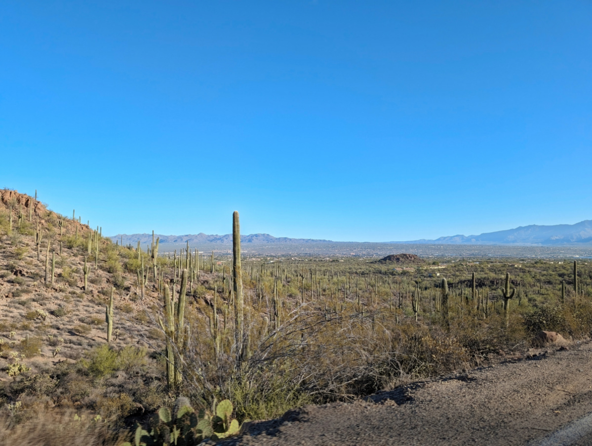 Valley View Cactus Forest in Saguaro National Park Tucson Arizona 1