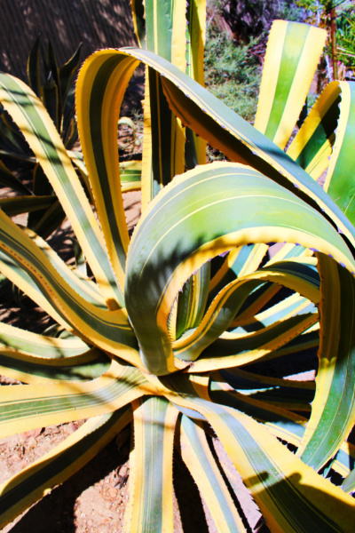 Varigated aloe at Moorten Botanical Garden Palm Springs California 2