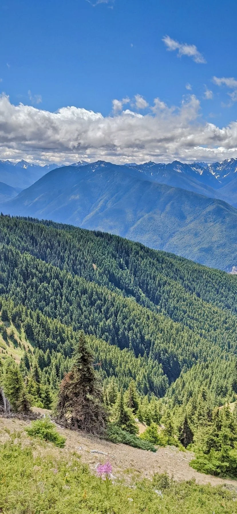 View from Hurricane Ridge Olympic National Park