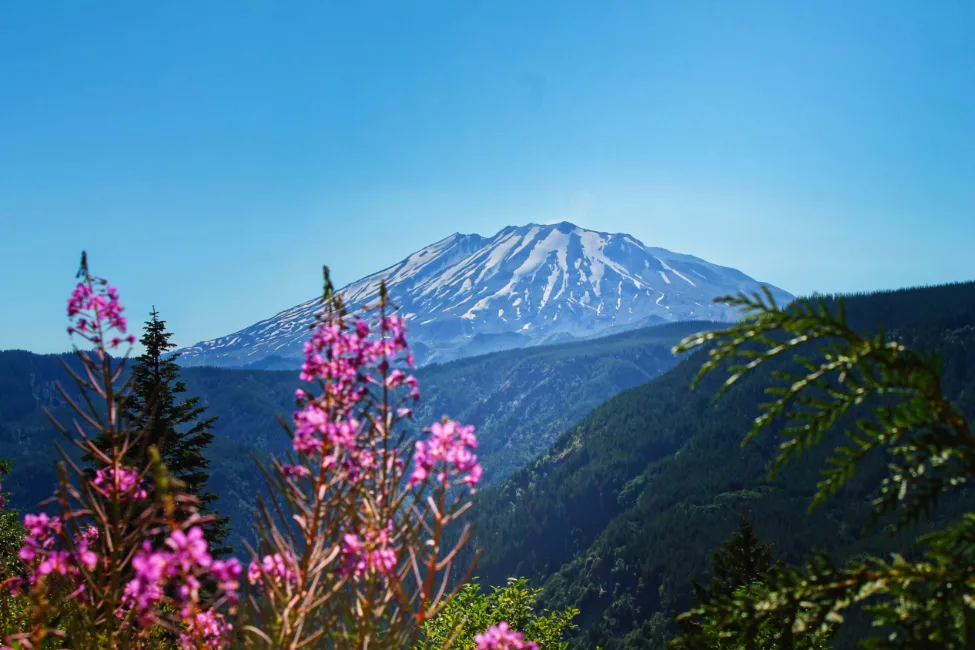 View of Mt St Helens from Gifford Pinchot National Forest 7
