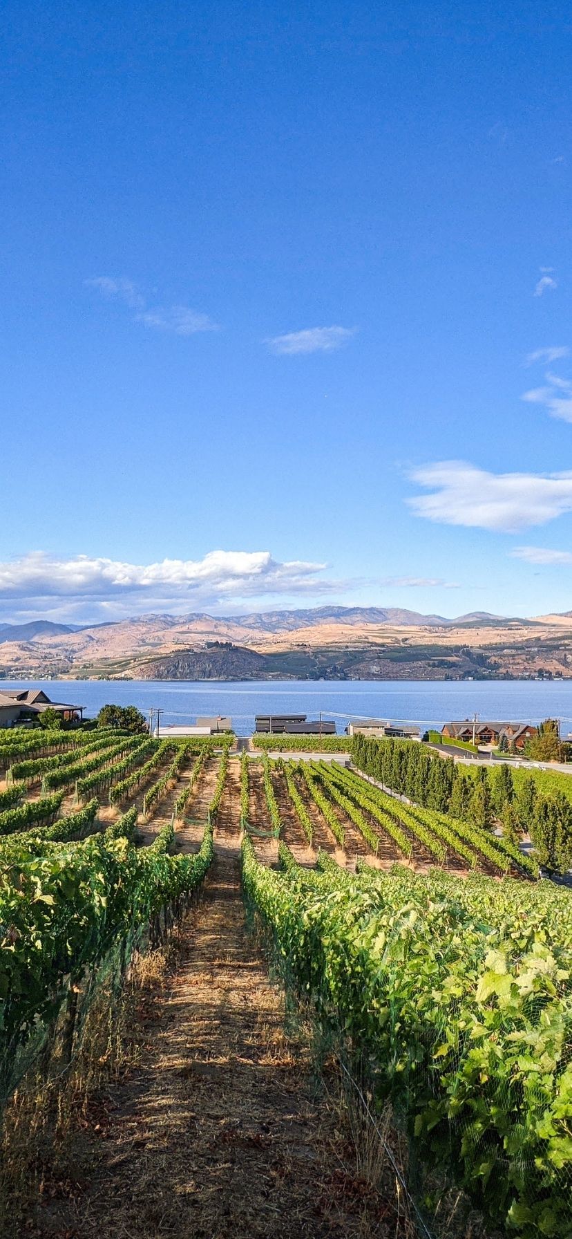 Vineyard View Overlook at Lake Chelan Washington Wine Country