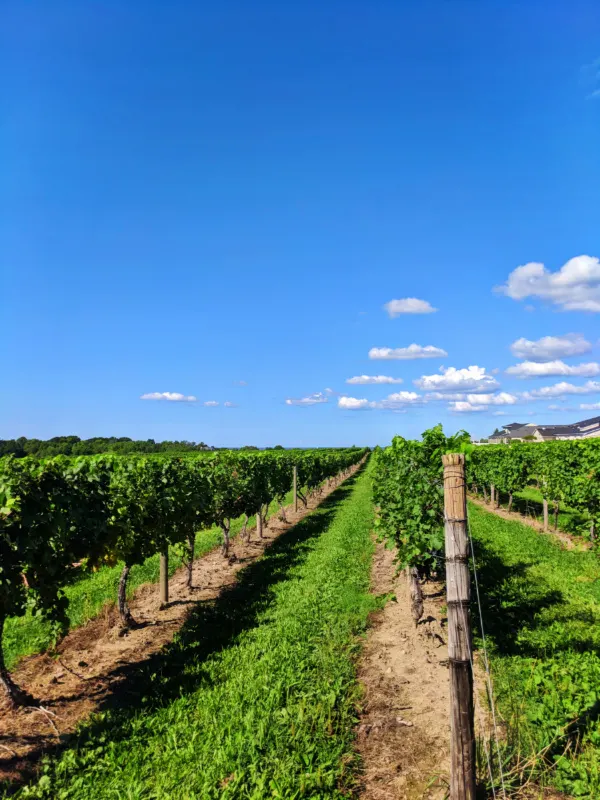 Vineyard rows at Casa Larga Winery Rochester New York 1