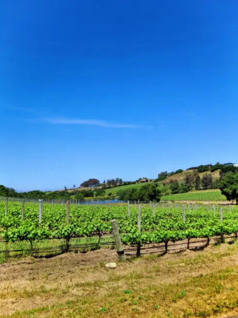 Vineyard rows aat Presqu'ile Winery Santa Maria Valley California 1