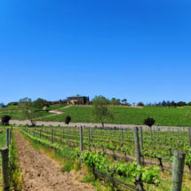 Vineyard rows at Presqu'ile Winery Santa Maria Valley California 2