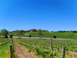 Vineyard rows at Presqu'ile Winery Santa Maria Valley California 2