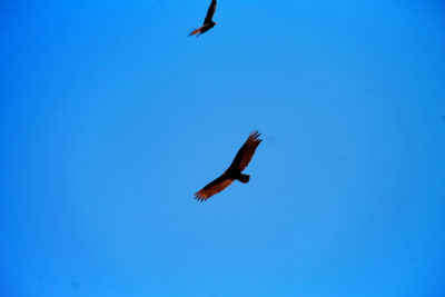 Vultures at Valley of Fire State Park Las Vegas Nevada 1