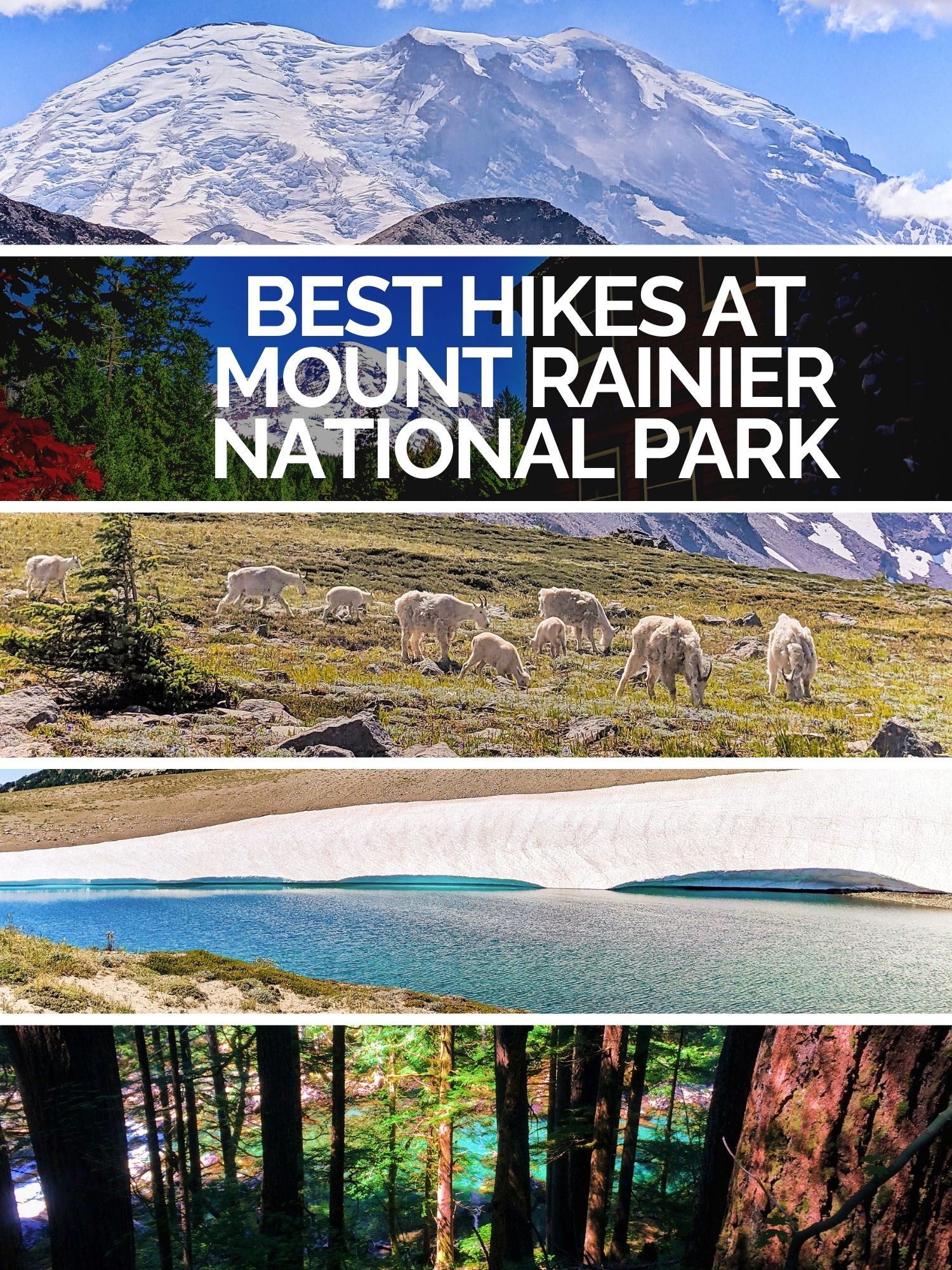 Hiking at Mount Rainier National Park is a great summer activity. These are the best hikes with kids or for a reasonable challenge. From Paradise to Sunrise, Ohanapecosh to Lake Mowich, great hiking.