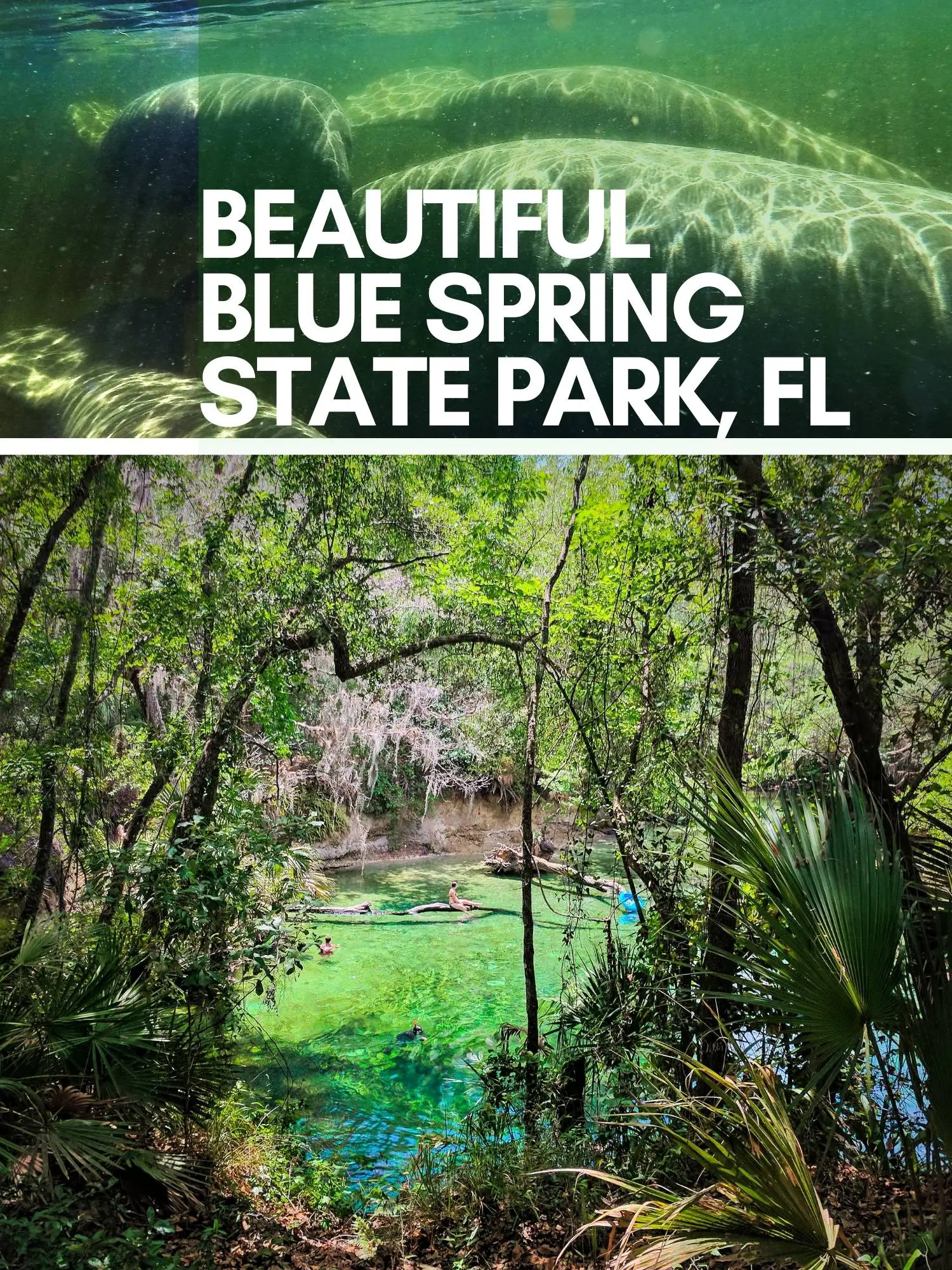 Everything you need to know about Blue Spring State Park, seeing manatees in Florida and swimming in the most beautiful Florida spring water. Things to do, how to get there, and rules for paddling with manatees.