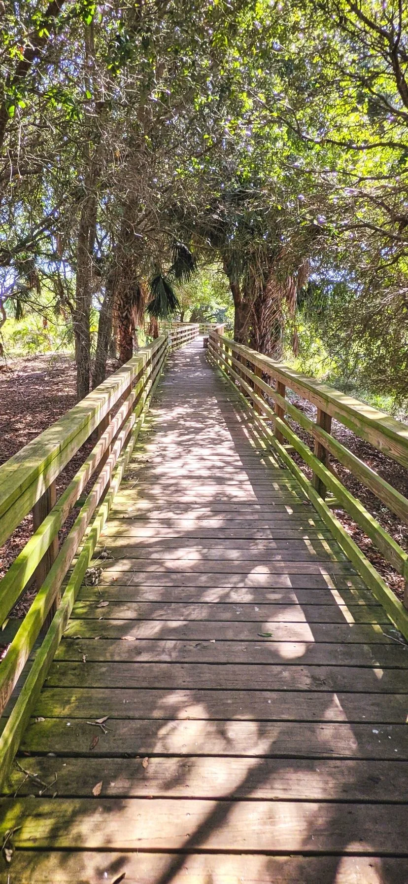 Boardwalk at Cumberland Island National Seashore