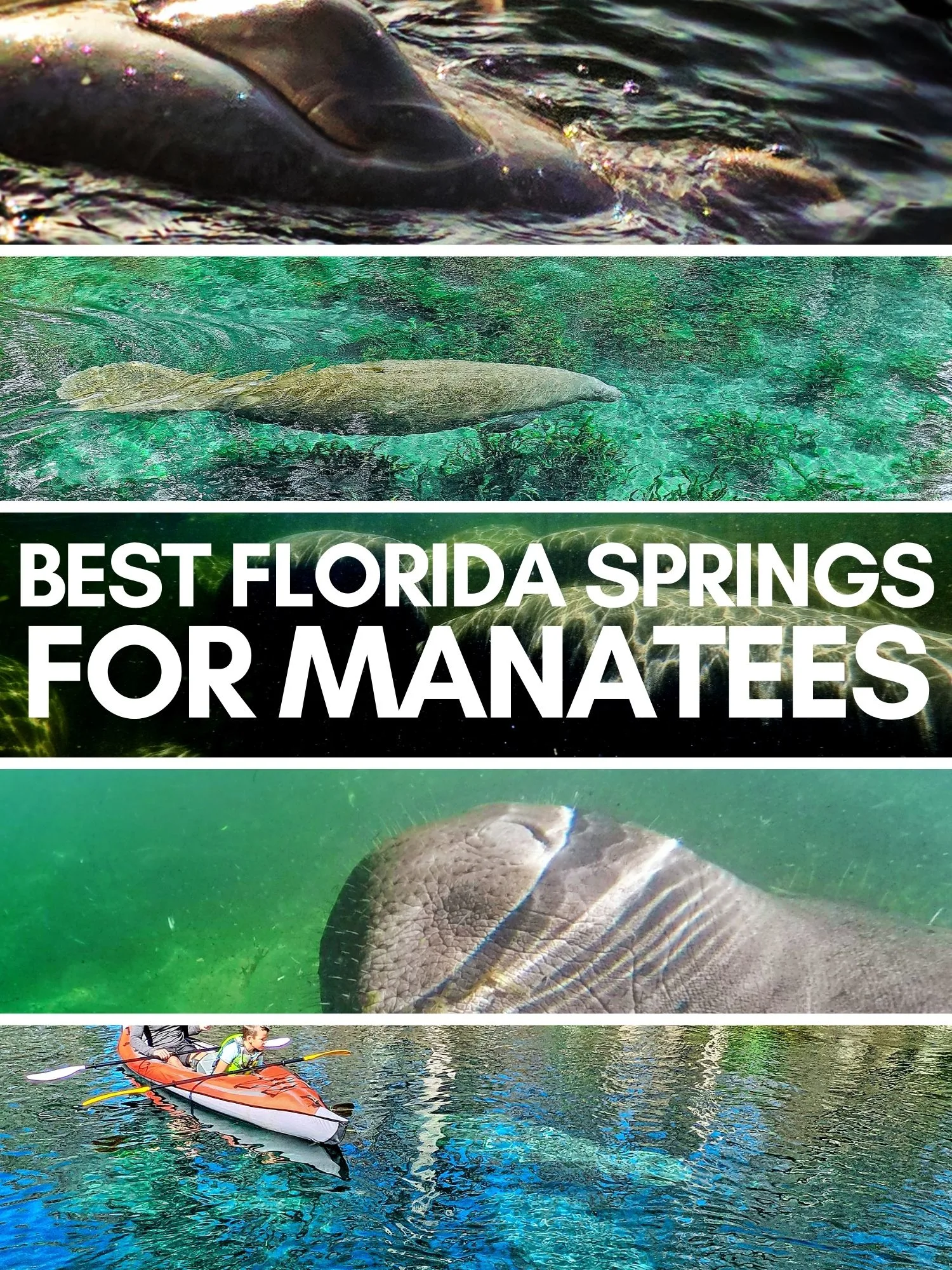 Manatees are a Florida bucket list experience. These are the best fresh water springs to see manatees up close and enjoy crystal clear waters any time of year.