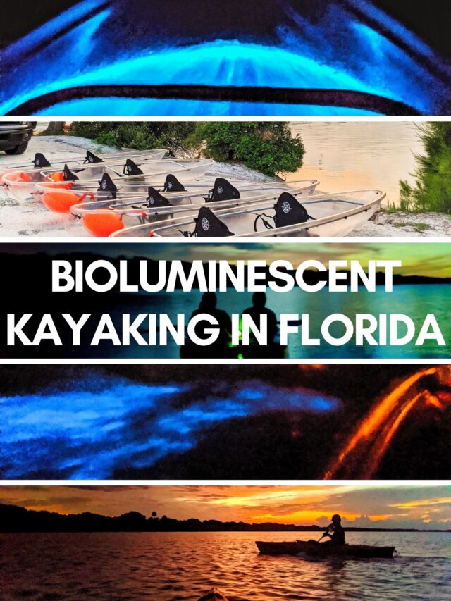 Bioluminescent Night Kayaking in Florida