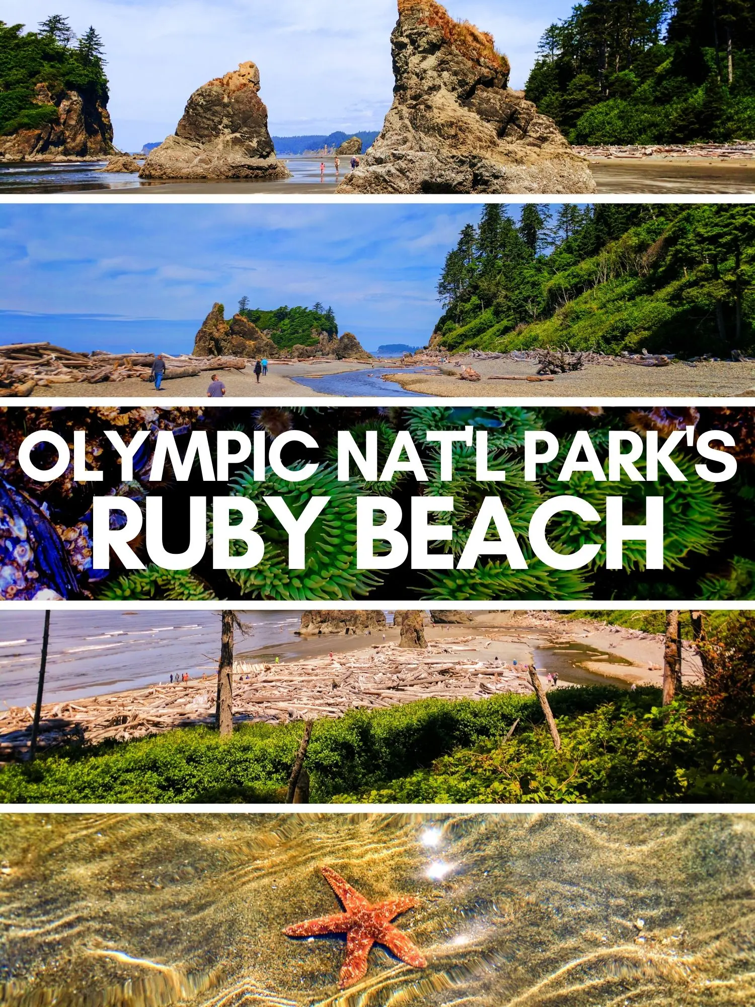 Best things to do at Ruby Beach at Olympic National Park. The most wild and beautiful beach in Washington State, a day trip from Seattle to pristine nature with rainforests and hiking nearby.