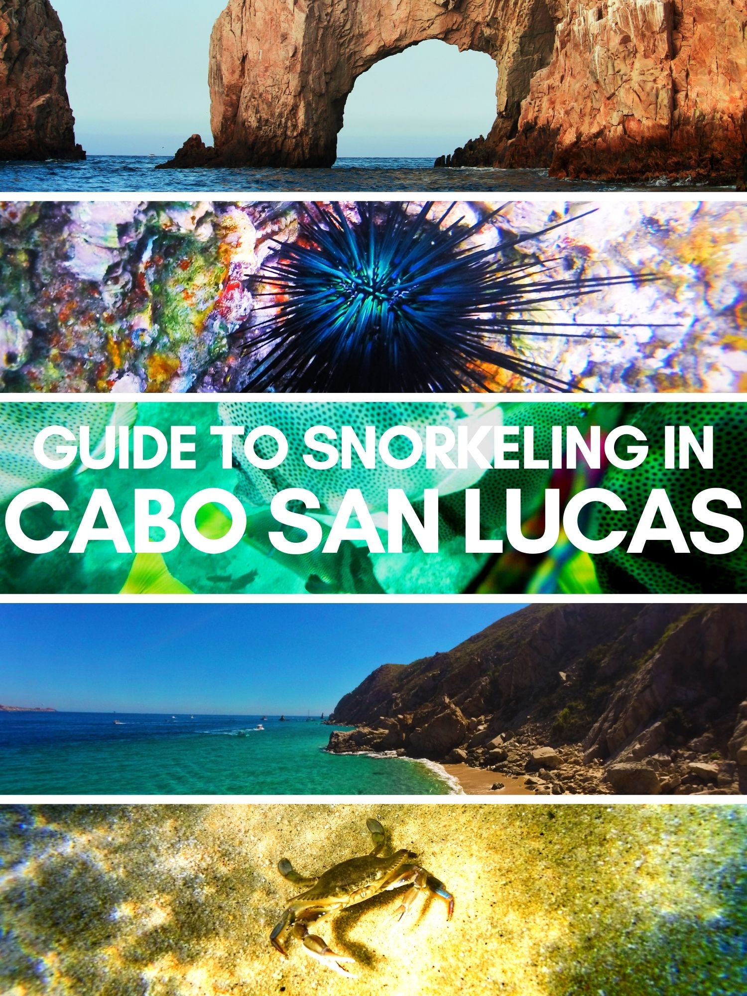 Web-Story-Cover-Snorkeling-in-Cabo-San-Lucas.jpg