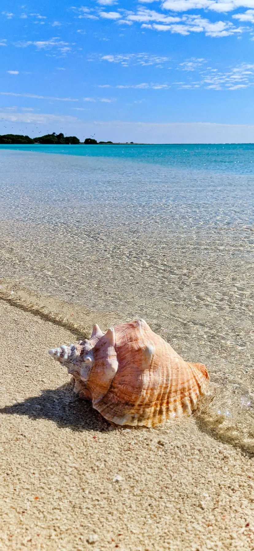 Queen Conch shell on beach at Dry Tortugas National Park, Florida Keys