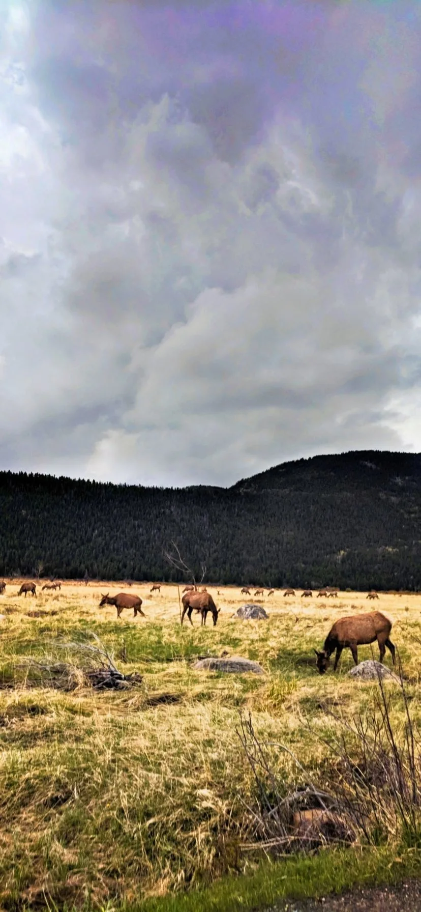 Elk in Rocky Mountain National Park Fall Colors