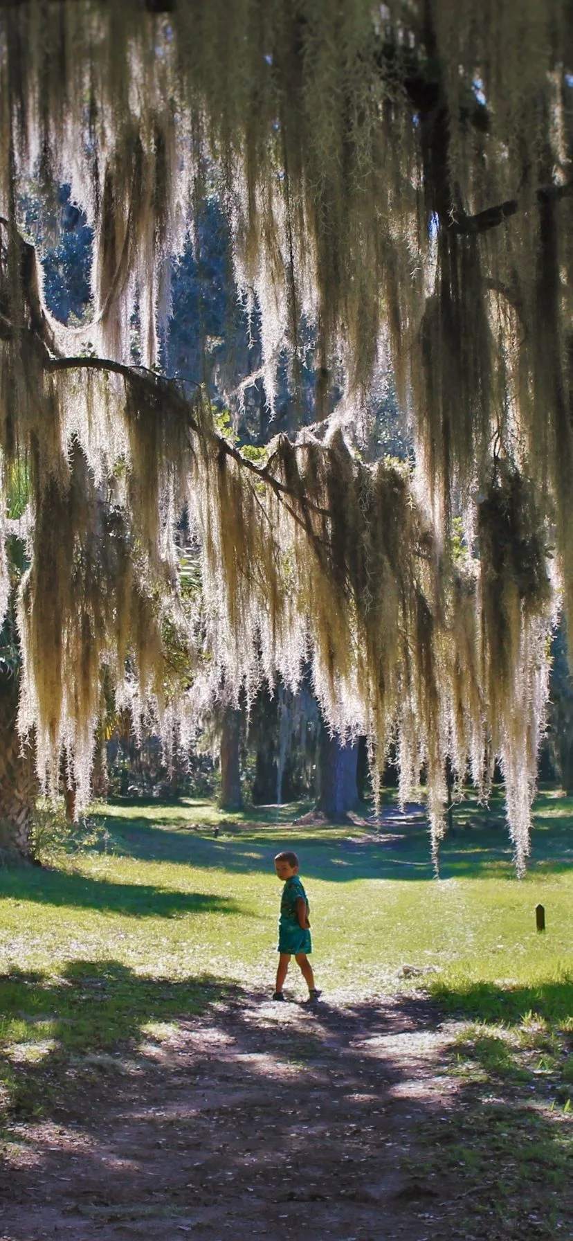 Spanish Moss at Fort Frederica, St Simons Island, Georgia Coast