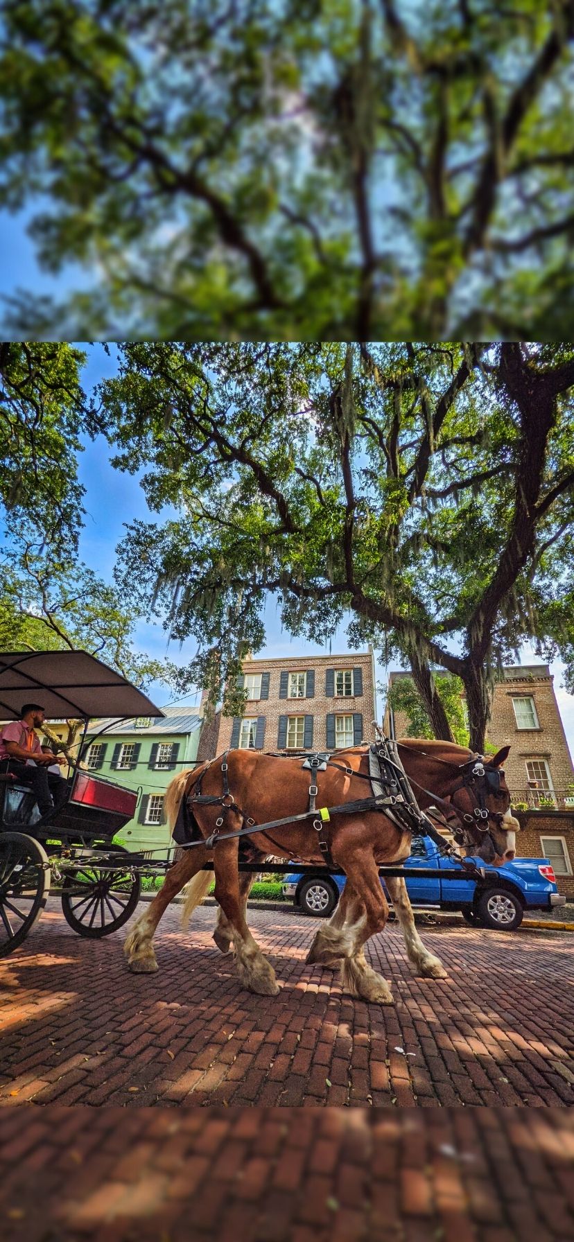 Horse drawn carriage in historic district of Savannah, Georgia