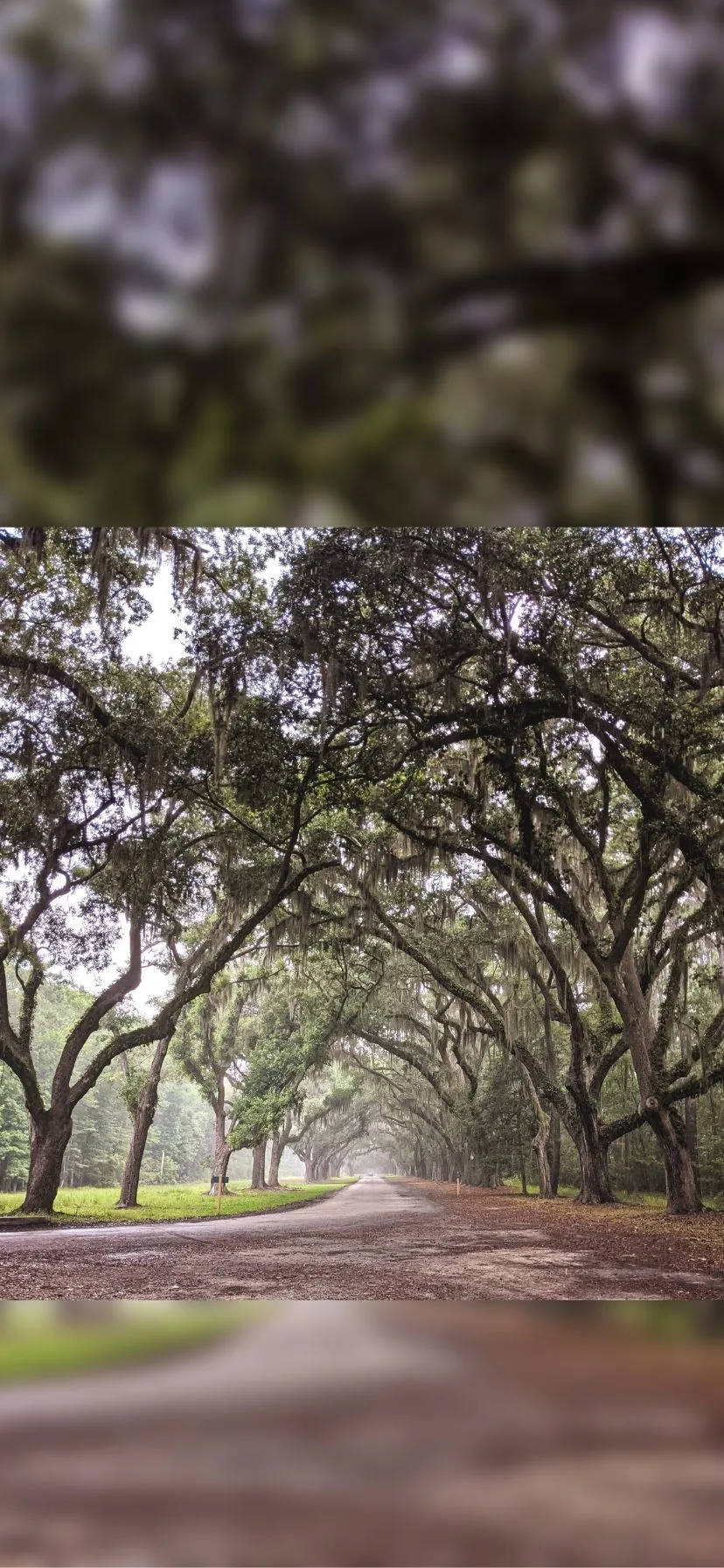 Live oak Tree Tunnel at Wormsloe Historic Site, Savannah, Georgia