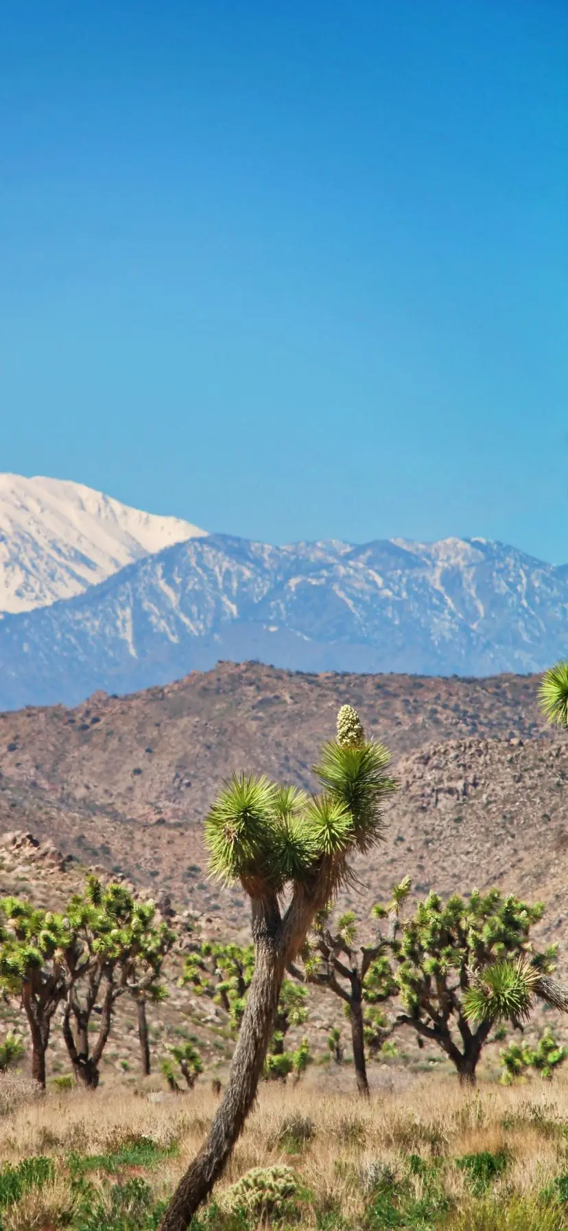 Snow on the Sierra beyond Joshua Tree National Park near Palm Springs