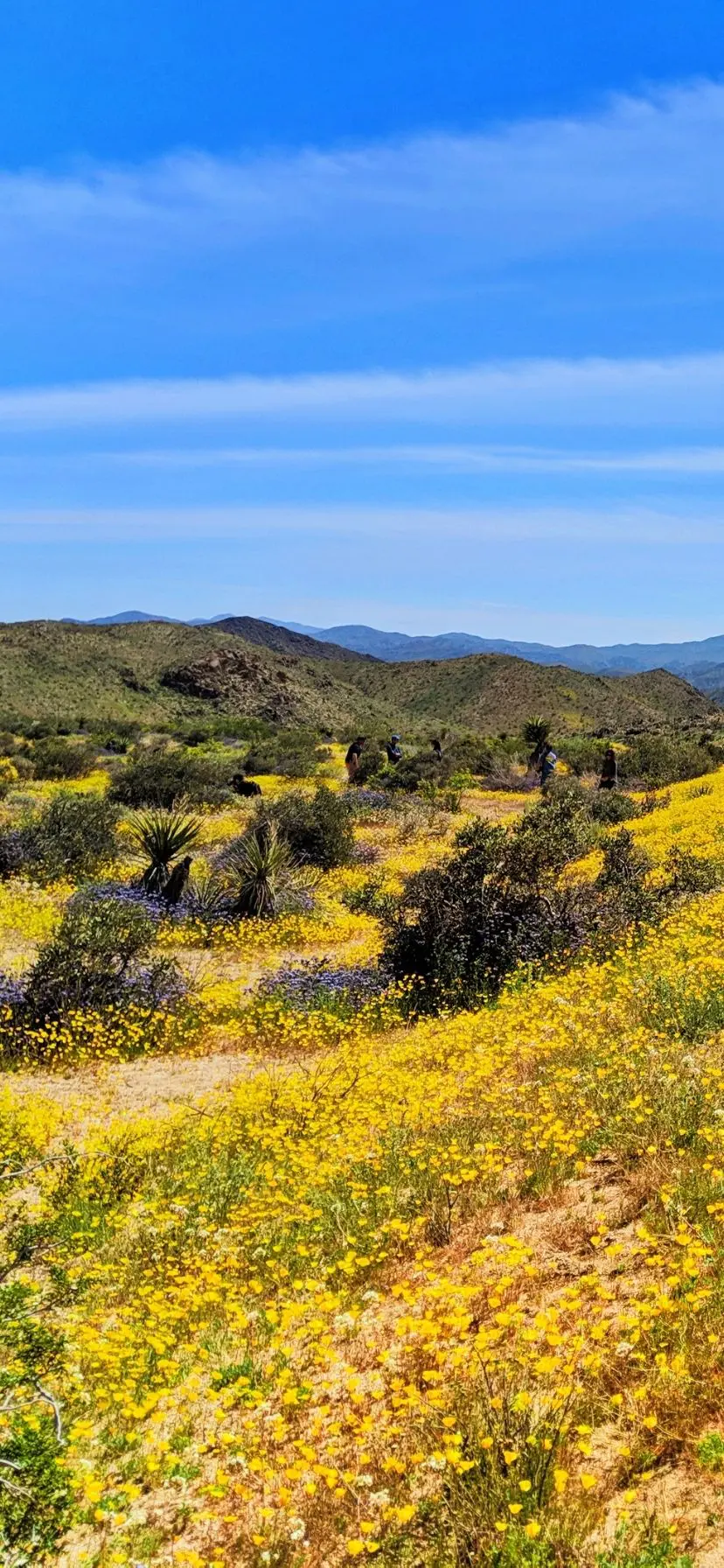 Poppy fields during super bloom at Joshua Tree National Park