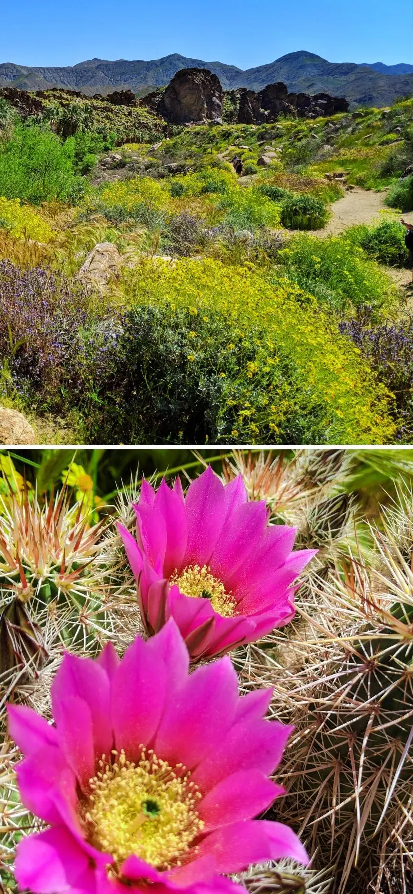 Super Bloom on hiking trails at Palm Springs Indian Canyons