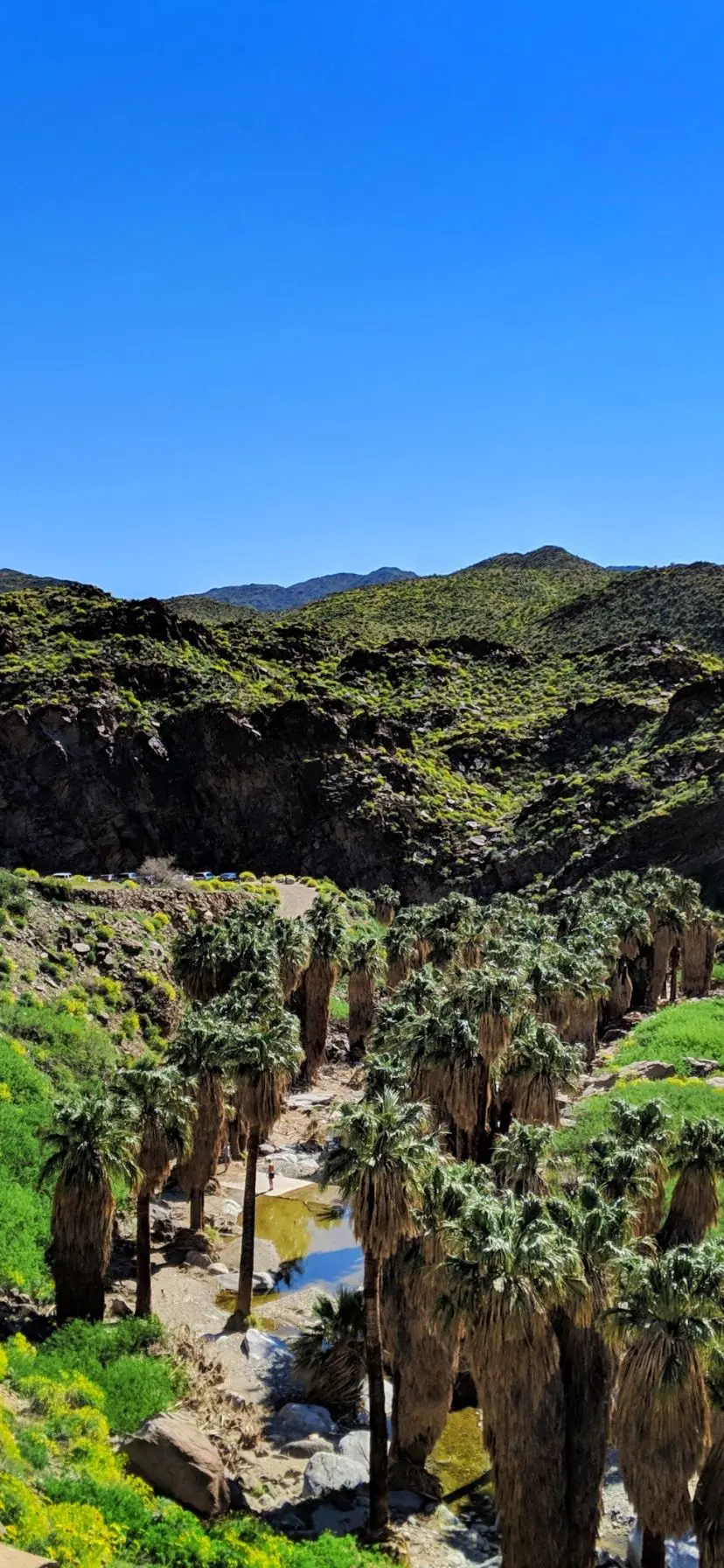 Desert Trail above Palm Canyon at Indian Canyons, Palm Springs Hiking during the super bloom