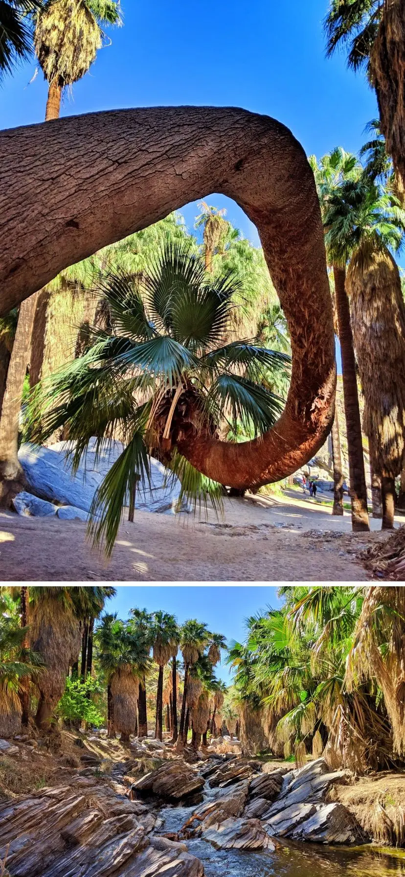 Curved palms in the groves along the oasis stream in Indian Canyons, Palm Springs