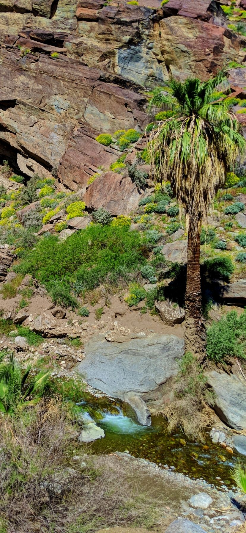 Andreas Canyon is a more difficult, but beautiful hike in Palm Springs, complete with rushing stream and wildflowers