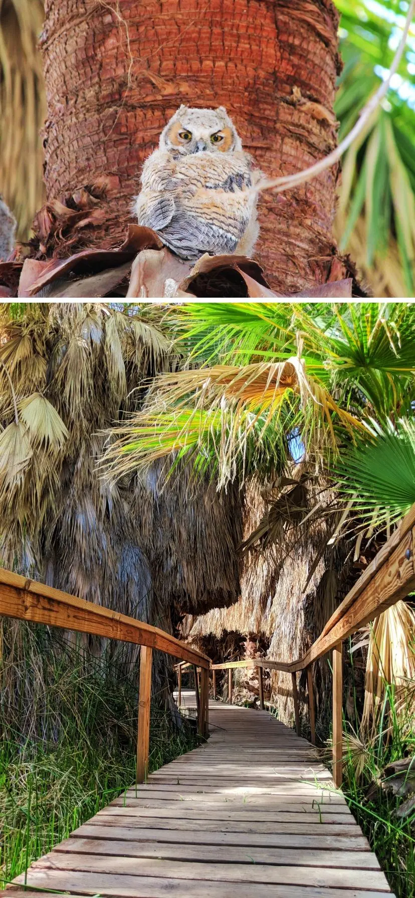 Owl in palm tree above oasis boardwalk in Coachella Valley Preserve, Palm Springs