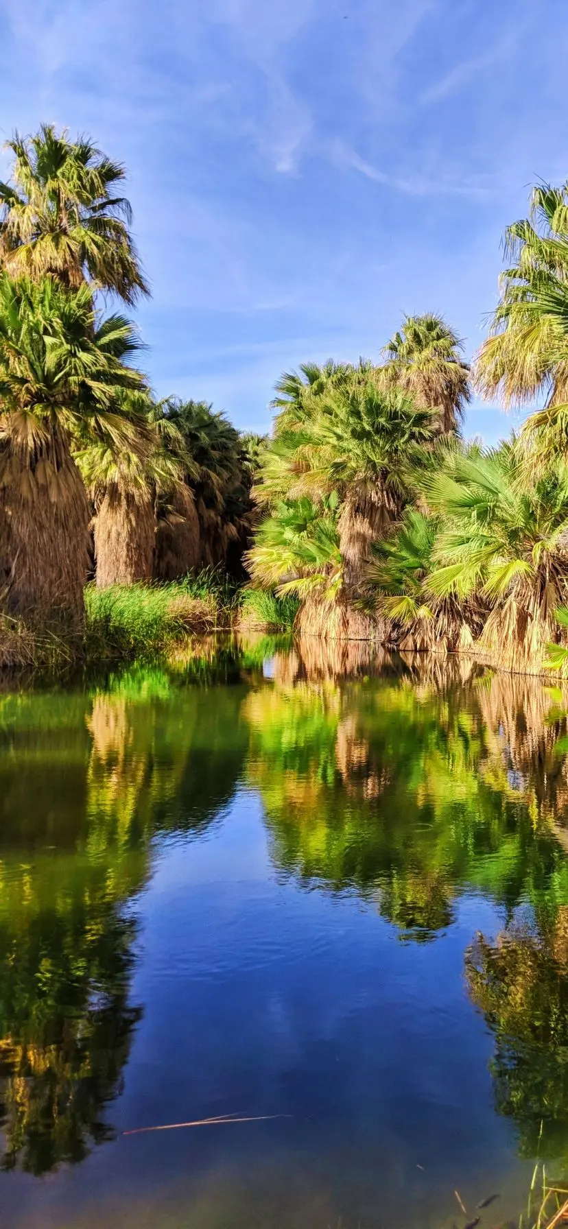 Palm reflections on pond at Coachella Valley Preserve, Palm Springs