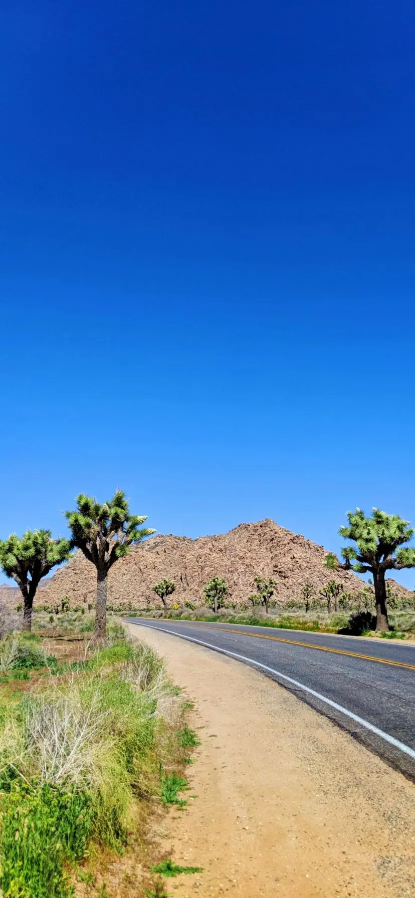 Joshua Tree National Park is an easy day trip from Palm Springs