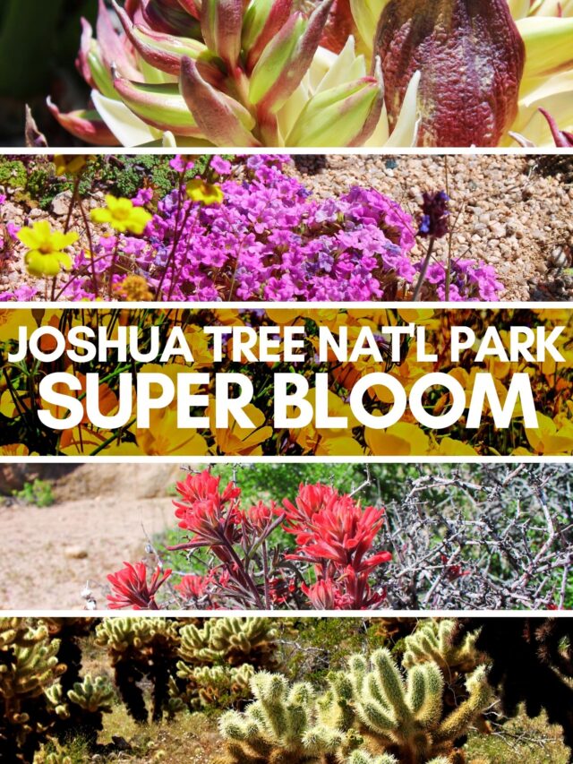 Joshua Tree National Park Super Bloom